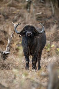 Cape buffalo stands facing camera in grass