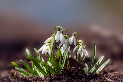 Close-up of flowering plant