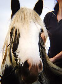 Close-up of horse