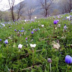 Close-up of crocus flowers growing in field