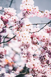 Low angle view of cherry blossom