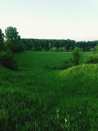 Scenic view of grassy field