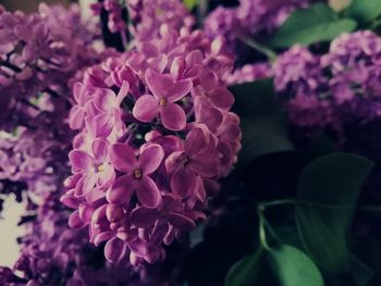 Close-up of pink flowers blooming outdoors