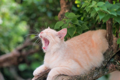 Close-up of cat yawning