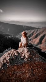 Monkey sitting on rock