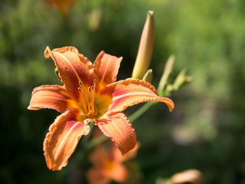 Close-up of orange day lily