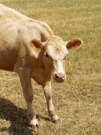 Portrait of cow standing on field