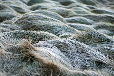 Full frame shot of dry grass on land