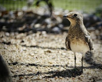 Close-up of bird