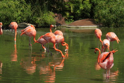 Flock of birds in a lake