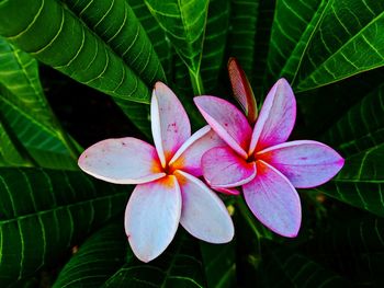 Close-up of frangipani on plant