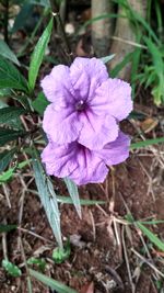 Close-up of purple flower blooming on field