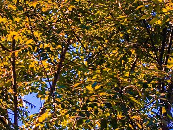 Low angle view of trees