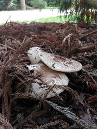 High angle view of mushroom growing on field