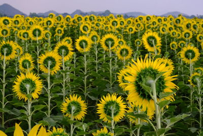 Close-up of sunflowers growing in farm