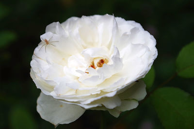 Close-up of white flower blooming outdoors
