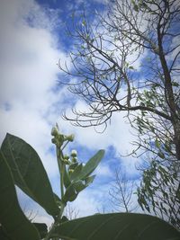 Low angle view of tree against sky