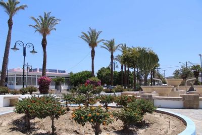 Palm trees against clear blue sky