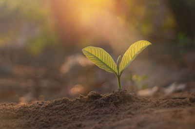 Close-up of plant growing on field