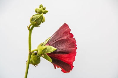 Close-up of red flowers