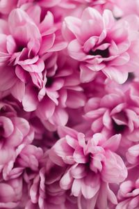 Close-up of pink dahlia