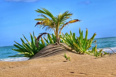 Palm tree by sea against sky