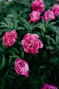 Close-up of pink flowers