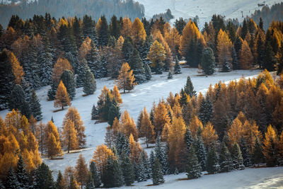 Scenic view of trees on snow covered land