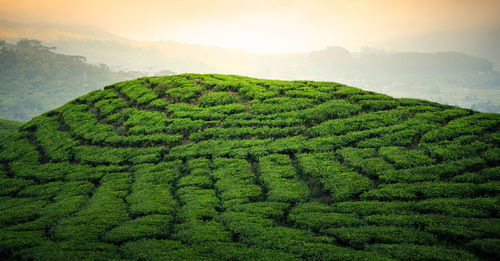 Tea plantation