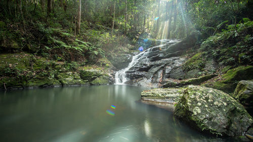 Scenic view of waterfall in forest