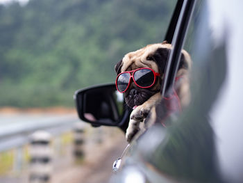Portrait of dog wearing sunglasses in car