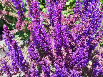 Close-up of purple flowering plant