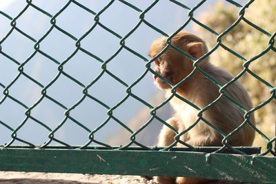 View of monkey on chainlink fence