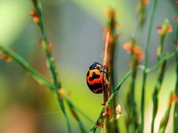 Close-up of ladybug on plant