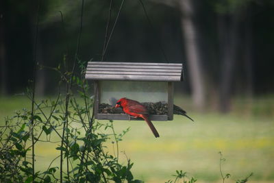 Bird perching on a wooden bird feeder 