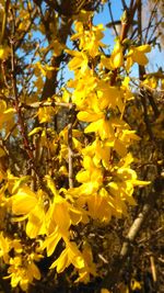 Close-up of yellow flowers