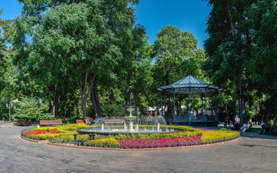 Trees in park