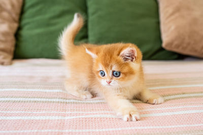 Portrait of cat sitting on bed at home