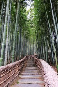 View of bamboo trees in forest