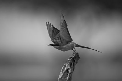 bird