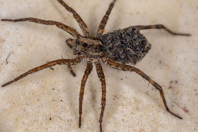 Close-up of spider