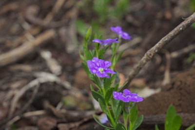 Close-up of purple flowers blooming outdoors