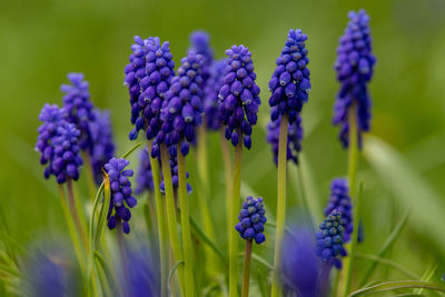 Close-up of purple flowering plants on field