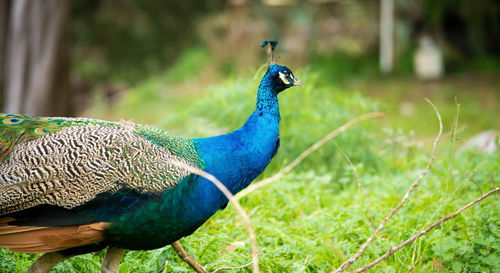 Peacock in a field