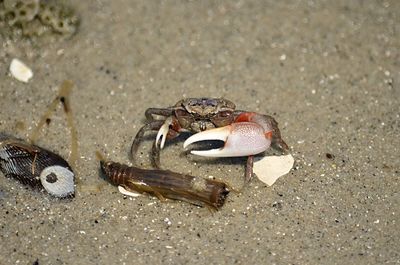 Close-up of crab on sand at beach