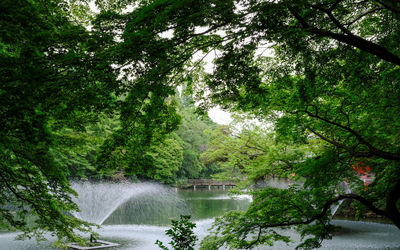 Scenic view of forest