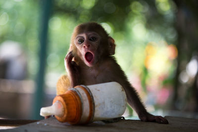 Monkey sitting at zoo