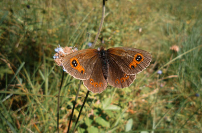 Close-up of butterfly on flower