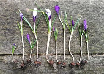 Close-up of purple crocus flowers