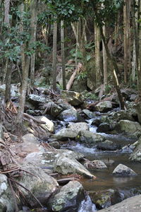 River amidst trees in forest